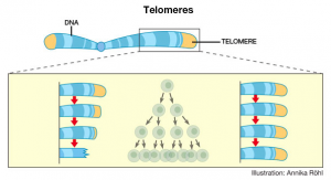 Diagram depicting the difference in progressive telomere length between normal somatic cells (left side) and cancer cells (right side). Illustration created by Annika Rohl.