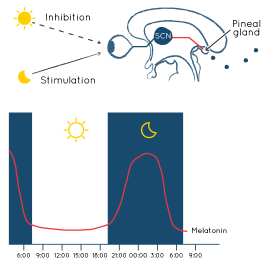 When the dark signal is detected by the retina, the pineal gland is stimulated to produce melatonin while the melatonin production is inhibited when the light signal is detected.