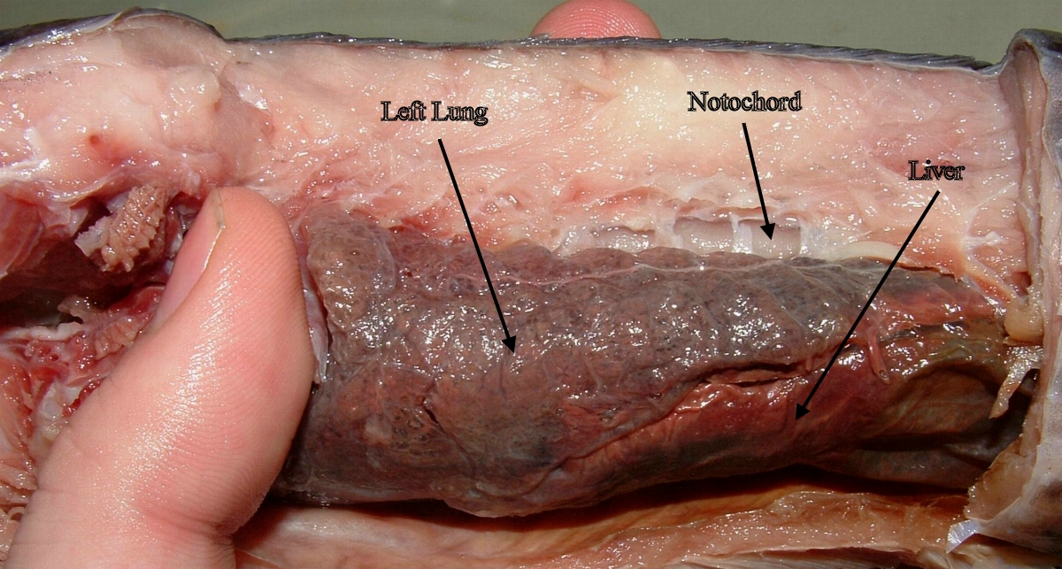 The dissected inside of a lungfish, showing its left lung, notochord, and liver.