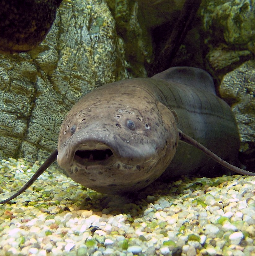 A lungfish underwater